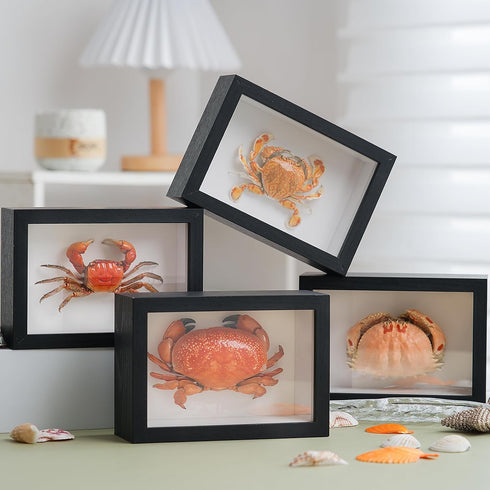 1st 6.6 4.6 Heaven Framed Real Crab Taxidermy Preserved Crab Specimen for Wall Art, Coastal Home Decor, or Educational