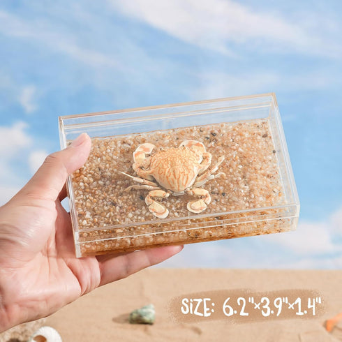 Real Crab Specimen in Acrylic Display Box Preserved Taxidermy for Marine Biology, Coastal Home Decor, and Nature Gift