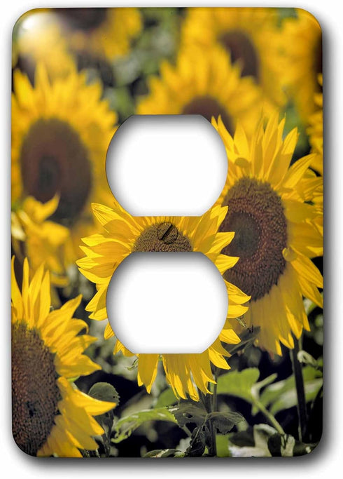 3dRose lsp_93335_6 Light Switch Cover, North Dakota Sunflowers in Cass County Us35 Rer0008 Ric Ergenbright