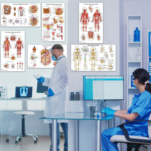 12 18x30 Human Anatomy Posters - Medical Posters, Circulatory, Skeletal, Male Female Muscular, Lymphatic, Reproductive