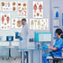 12 18x30 Human Anatomy Posters - Medical Posters, Circulatory, Skeletal, Male Female Muscular, Lymphatic, Reproductive