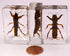 44mm Real Mole Cricket in Crystal Clear Lucite Resin, Preserved Specimen for Biology Science Education