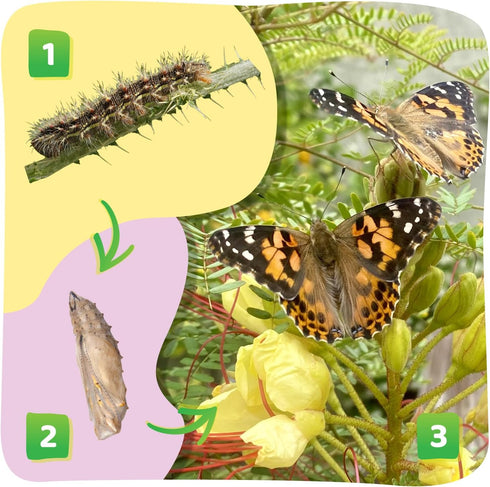 2 10 Insect Lore Cups of Caterpillars Basic - Live Baby Painted Lady Caterpillars - Refill for Habitat Kit