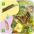 2 10 Insect Lore Cups of Caterpillars Basic - Live Baby Painted Lady Caterpillars - Refill for Habitat Kit