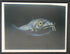 Fossils, Meteorites, & More 1/2 1 1/2 inch 25 #14054 4o Enchodus Fish Tooth Fossil Dinosaur Age to lot