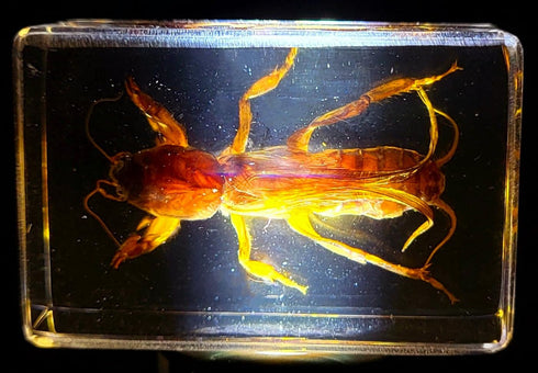 44mm Real Mole Cricket in Crystal Clear Lucite Resin, Preserved Specimen for Biology Science Education