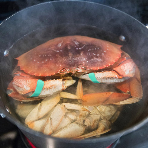 AirFly 1 0.5, Crab, Lobster Claw Rubber Bands, Protect Lobsters & Crabs, Cook Safe FDA-Compliant Silicone, Size x Made