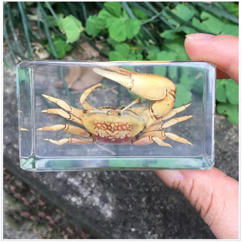 GFAZXDS Study Model Fiddler Crab Embedded Specimen Marine Life Crab Specimen Model, Raw Crystal Resin Real Insect Crab