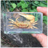 GFAZXDS Study Model Fiddler Crab Embedded Specimen Marine Life Crab Specimen Model, Raw Crystal Resin Real Insect Crab