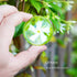 4Pcs 1.9inch Set QFkris Crystal Dome Magnifying Paperweight, Clear Distortion-Free Optics Convex Lens for Physics