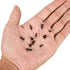 750 Pcs Small/Micro/Tiny/Mini Self-Tapping Screws - M1.7-M3 Phillips Pan Head, Cross Recessed, Carbon Steel (Black)