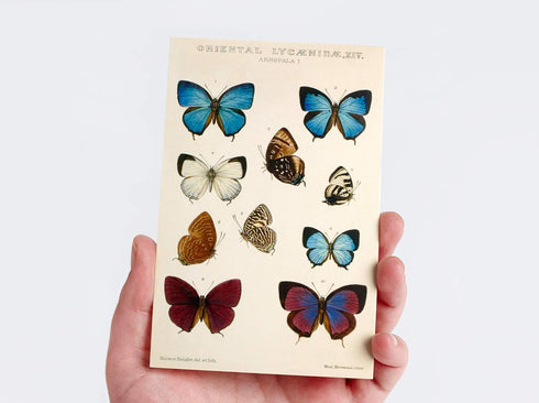 Vintage Collection Postcard Set: 30 Pack of Retro Style Botanical, Nature and Ephemera Postcards