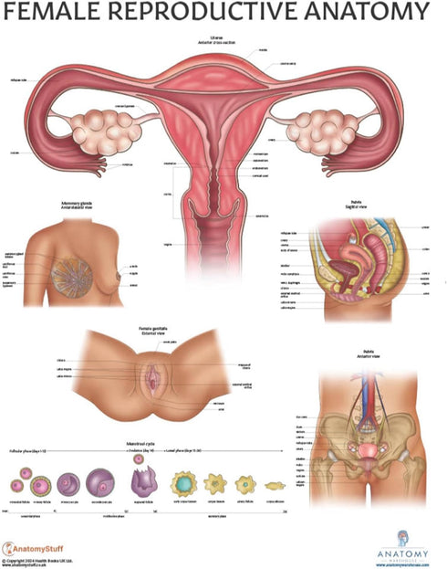 17.3 22.5 Inches Anatomy Lab Human Female Reproductive System Anatomy Poster, x - Detailed Female Anatomy Poster