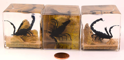 2" Real Black Scorpion in Crystal Clear Lucite Resin Diorama Paperweight for Biology Education & Display