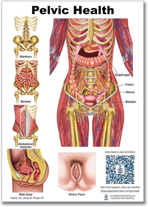 A4 Blue Tree Publishing Pelvic Health and Pelvic floor Charts size with interactive QR codes that link to animations