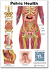 A4 Blue Tree Publishing Pelvic Health and Pelvic floor Charts size with interactive QR codes that link to animations