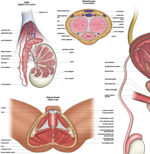 17.3 22.5 Inches, Anatomy Lab Human Male Reproductive System Anatomy Poster, x Anatomical Chart for Education Learning
