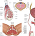 17.3 22.5 Inches, Anatomy Lab Human Male Reproductive System Anatomy Poster, x Anatomical Chart for Education Learning