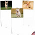 The Best Card Company - 10 Adorable Blank Dog Cards (4 x 5.12 Inch) - Boxed Set of Lovable Labs AM6325OCB-B1x10