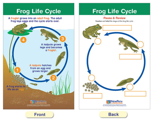 NewPath Learning Life Cycles Bulletin Board Charts, Set/8, Laminated, 12" x 18" (94-1504)