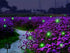Wskvlcg Solar Powered Firefly Lights, 9 LED Automated Pulsating String Chasing Firefly Lights