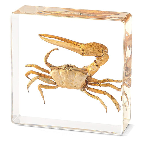 Hudirgo Taxidermy Fiddler Crab in Resin - Real Taxidermy Animals Have Unique Collection