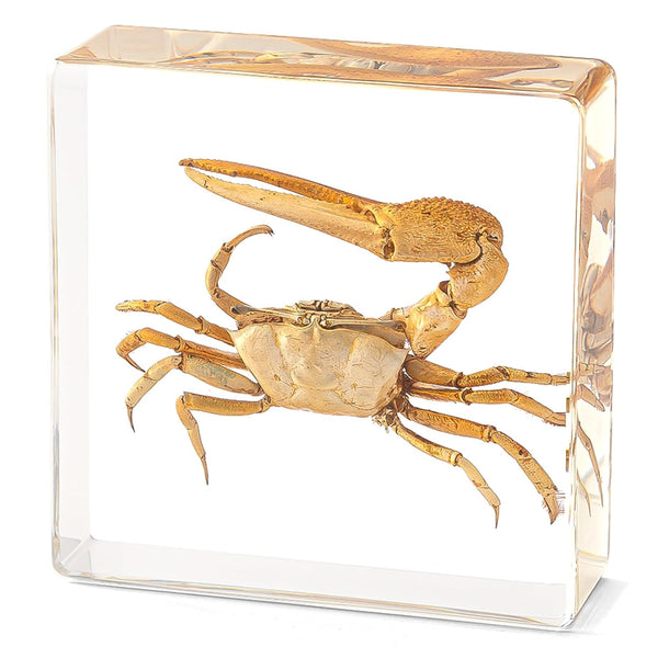 Hudirgo Taxidermy Fiddler Crab in Resin - Real Taxidermy Animals Have Unique Collection