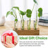 15 Pcs Clear Test Tubes for Plant Propagation - Borosilicate Glass Tubes for Hydroponic Flowers, 30 ml