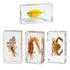 Aolowewin (2.9x1.6x0.9-inch) Taxidermy Crabs Conch, Oceans Animals - Sea Creatures Specimen in Resin for Closer-Look