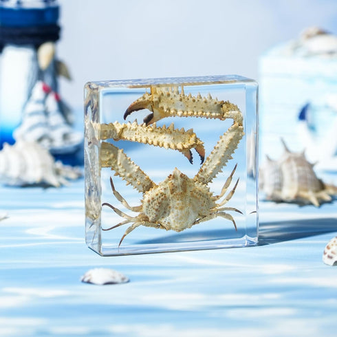 Taxidermy Crab, Professional Crab Taxidermy in Clear Resin - Marine Biology Specimen for Educational Displays