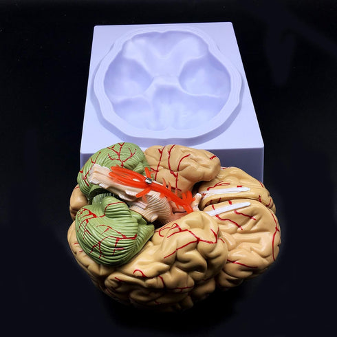XINDAM Human Brain Model, Anatomically Accurate Brain Model Life Size Human Brain Anatomy for Science Classroom Study