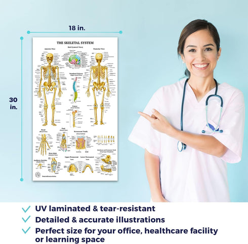 12 18x30 Human Anatomy Posters - Medical Posters, Circulatory, Skeletal, Male Female Muscular, Lymphatic, Reproductive
