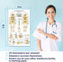 12 18x30 Human Anatomy Posters - Medical Posters, Circulatory, Skeletal, Male Female Muscular, Lymphatic, Reproductive