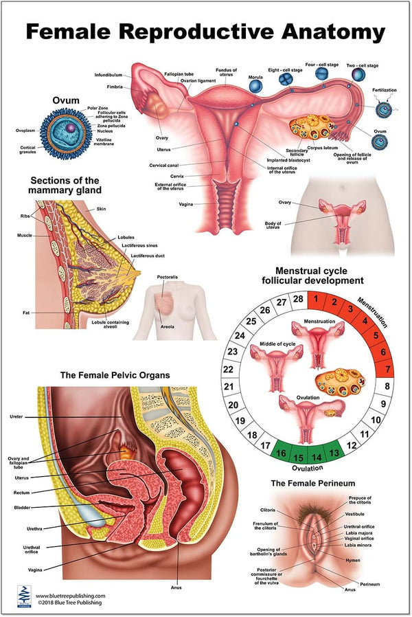 Blue Tree Publishing Female Reproductive Anatomy Poster