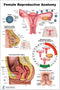 Blue Tree Publishing Female Reproductive Anatomy Poster