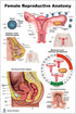 Blue Tree Publishing Female Reproductive Anatomy Poster