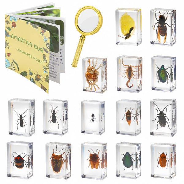 15 Real Insect Specimens of Butterflies and Beetles, Resin Preserved for Science Education, Biology Oddities