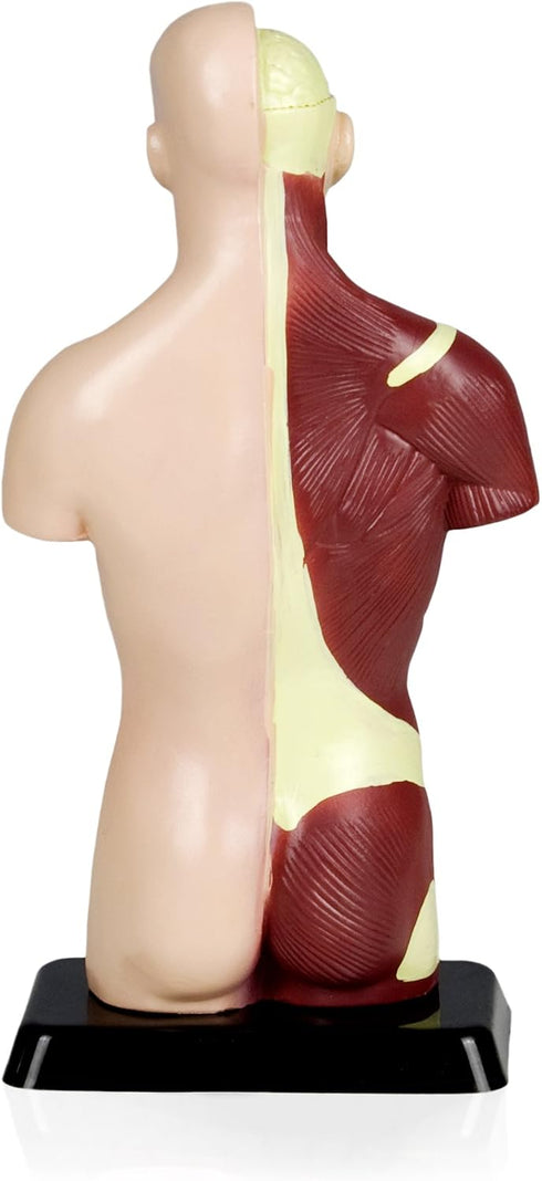 VAT105 7 Sexless Human Torso | Removable Parts | Displays Respiratory, Circulatory, Digestive, Nervous, Urinary System