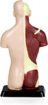 VAT105 7 Sexless Human Torso | Removable Parts | Displays Respiratory, Circulatory, Digestive, Nervous, Urinary System