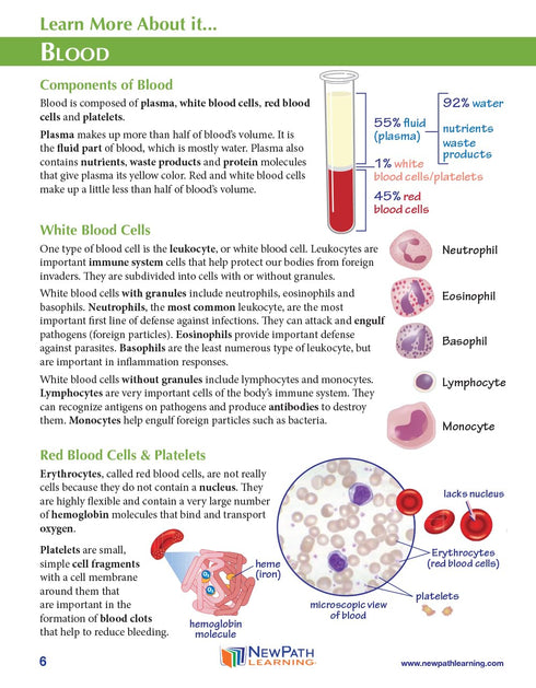 3D (24-7781) NewPath Blood Groups Paper Model Making Kit - Individual Student Edition