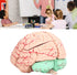 Yosoo Health Gear Human Brain Model Anatomy, Detachable Neuroscience Study Mold for Kids with Skull School Home