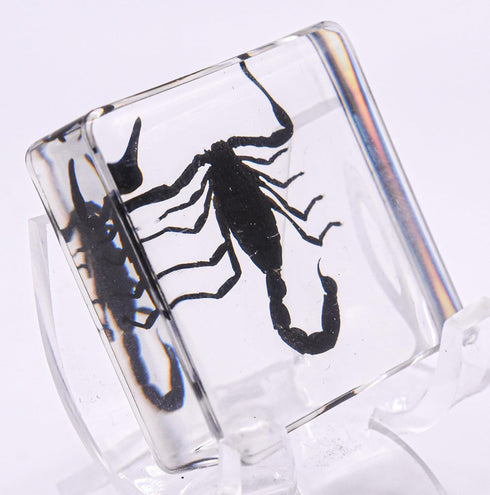 38mm Real Black Scorpion Preserved in Crystal Clear Lucite Resin Specimen for Biology Science Education & Crafts