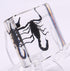 38mm Real Black Scorpion Preserved in Crystal Clear Lucite Resin Specimen for Biology Science Education & Crafts