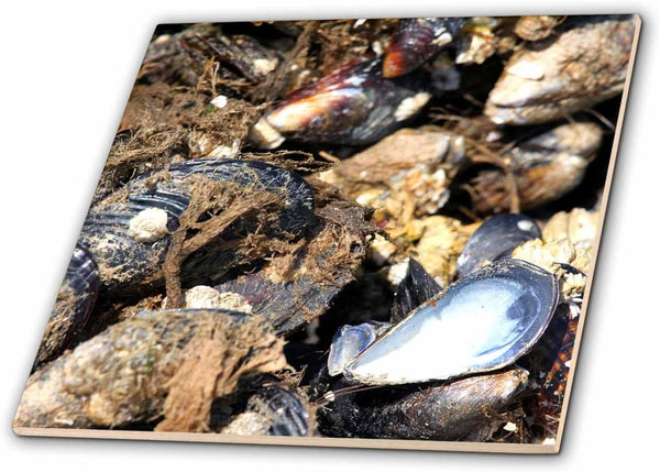 3dRose Pile of Mussels Clustered Together - Nature, Animal, sea, Shell, Crustacean,