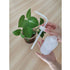 Valchoose 2 Count Wash Bottle 250ml, Medical Squeeze Bottle, Reusable for Watering Plants and Lab Ware