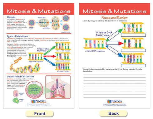 NewPath Learning Mitosis Bulletin Board Chart Set, Pack of 5 (94-7014)