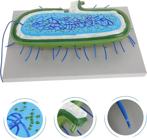 Realistic Cell Model for Biology Education - Anatomical Teaching Aid
