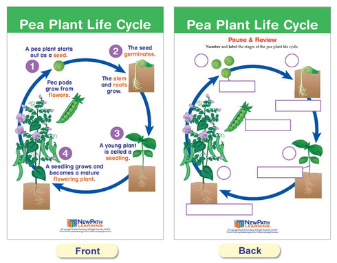 NewPath Learning Life Cycles Bulletin Board Charts, Set/8, Laminated, 12" x 18" (94-1504)