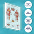12 18x30 Human Anatomy Posters - Medical Posters, Circulatory, Skeletal, Male Female Muscular, Lymphatic, Reproductive