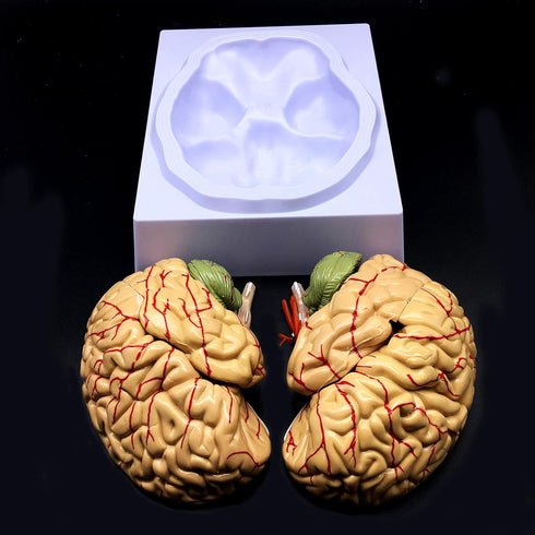 XINDAM Human Brain Model, Anatomically Accurate Brain Model Life Size Human Brain Anatomy for Science Classroom Study